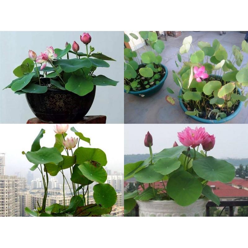 Hạt giống Sen Nhật mini