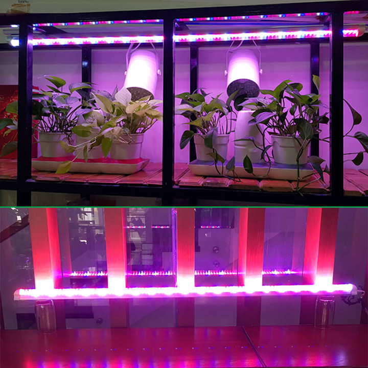Combo 2 Đèn LED Trồng Cây và Rau Thủy Canh Trong Nhà Kính (Dài 1.2M) với anh sáng tím hồng giúp cây trồng và rau trong nhà phát triển nhanh