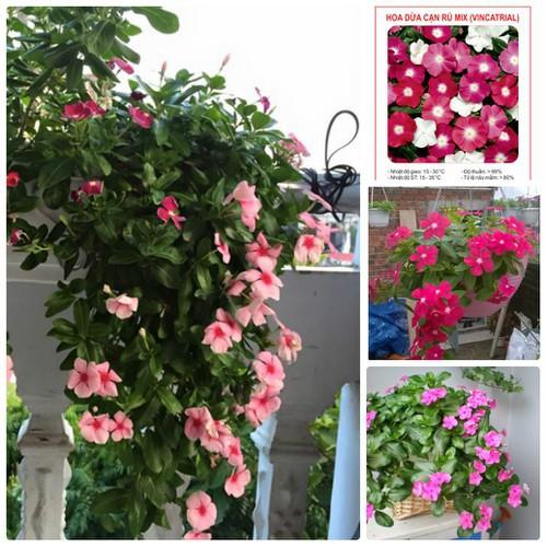 HẠT GIỐNG HOA DỪA CẠN nhiều màu dễ trồng