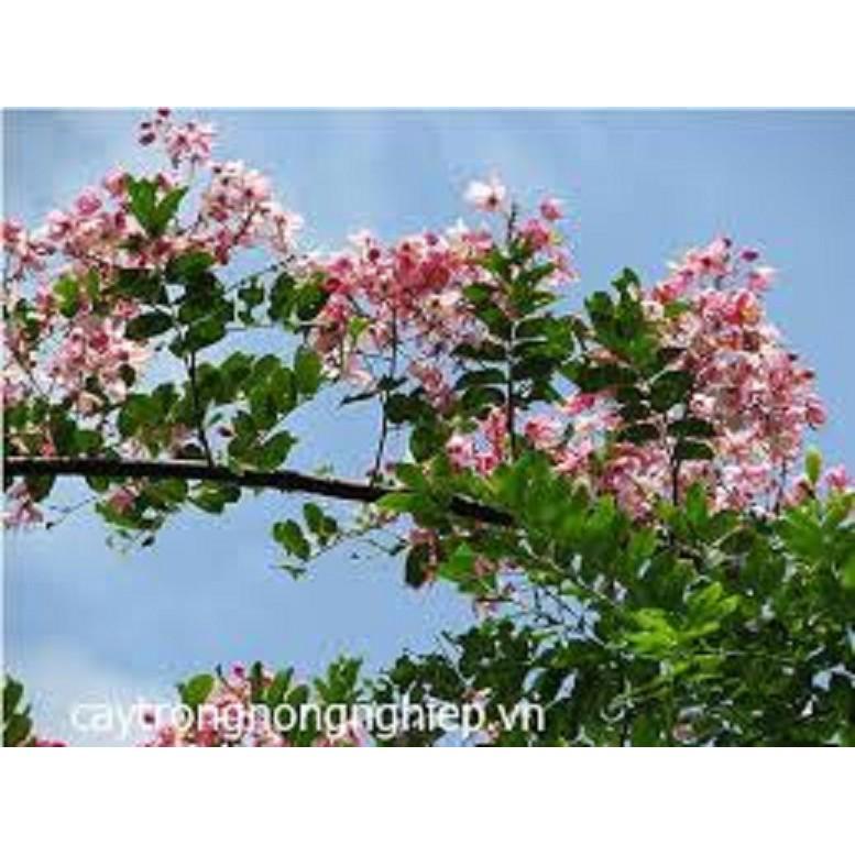 CÂY GIỐNG MUỒNG ANH ĐÀO , CÂY SIÊU ĐẸP