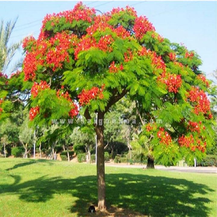 CÂY GIỐNG CÂY HOA PHƯỢNG ĐỎ  SIÊU ĐẸP -