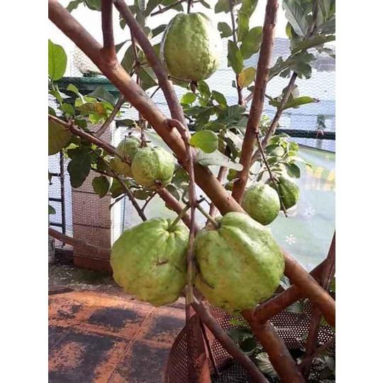 Cây giống Ổi Không Hạt Xá Lị