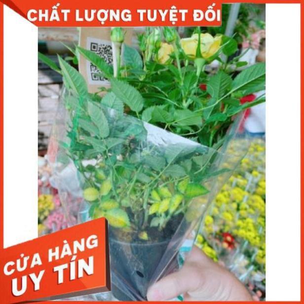 Chậu hoa hồng đạt lạt màu vàng
