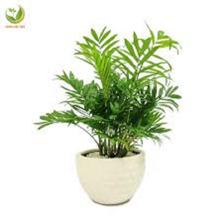 CHẬU CAU TIỂU TRÂM BONSAI