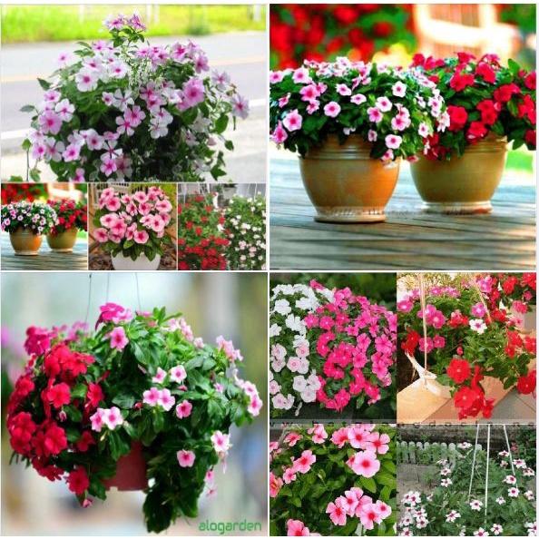 Hạt giống hoa dừa cạn lùn mix màu/gói 50 hạt