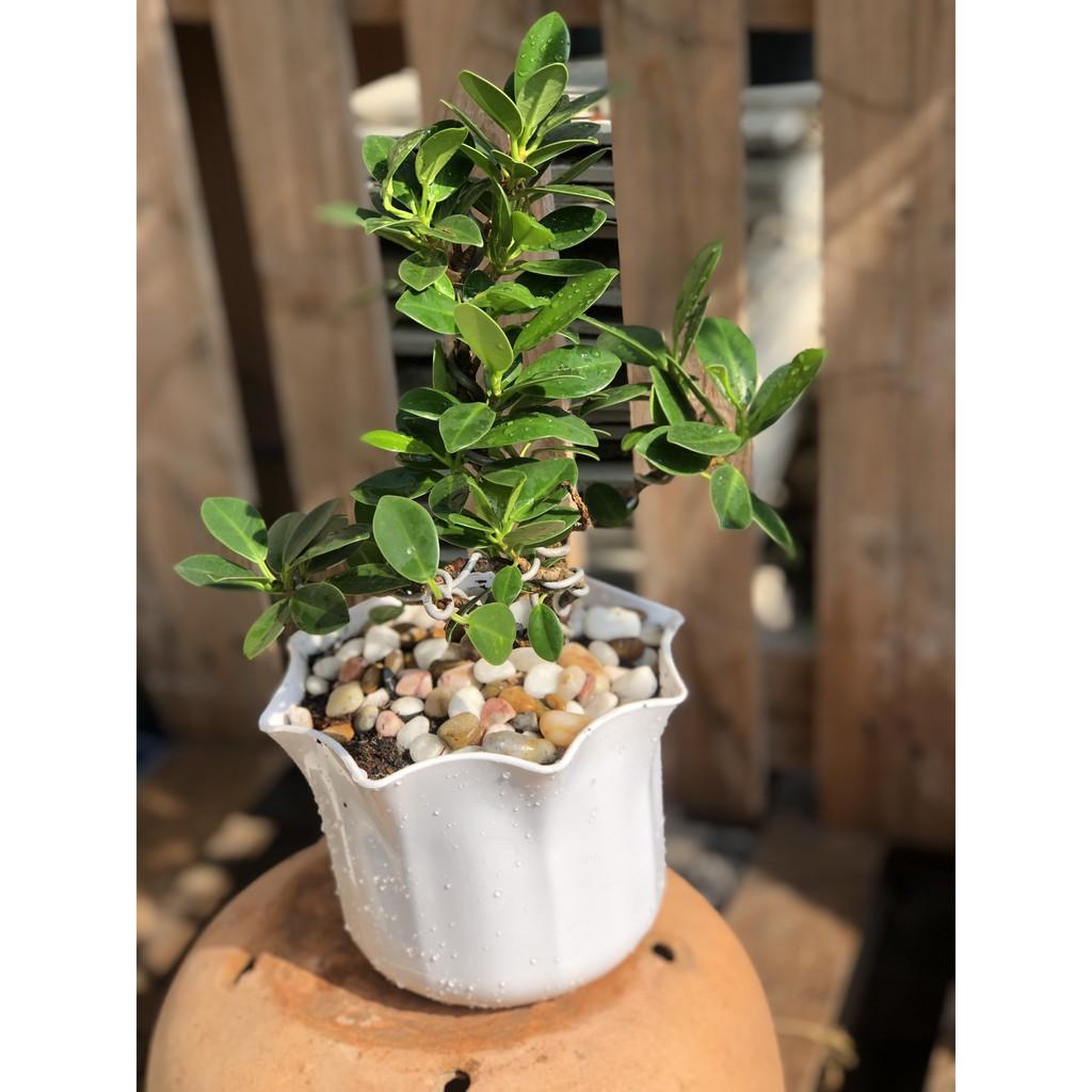 Cây si Nhật dáng Bonsai