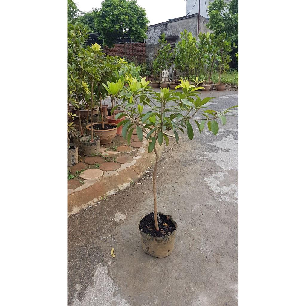 Cây hồng xiêm xoài trưởng thành