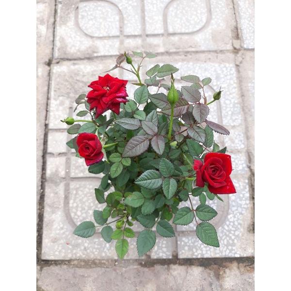 Hoa hồng tezza đỏ hoa hồng ngoại siêu hoa, hoa liên tục