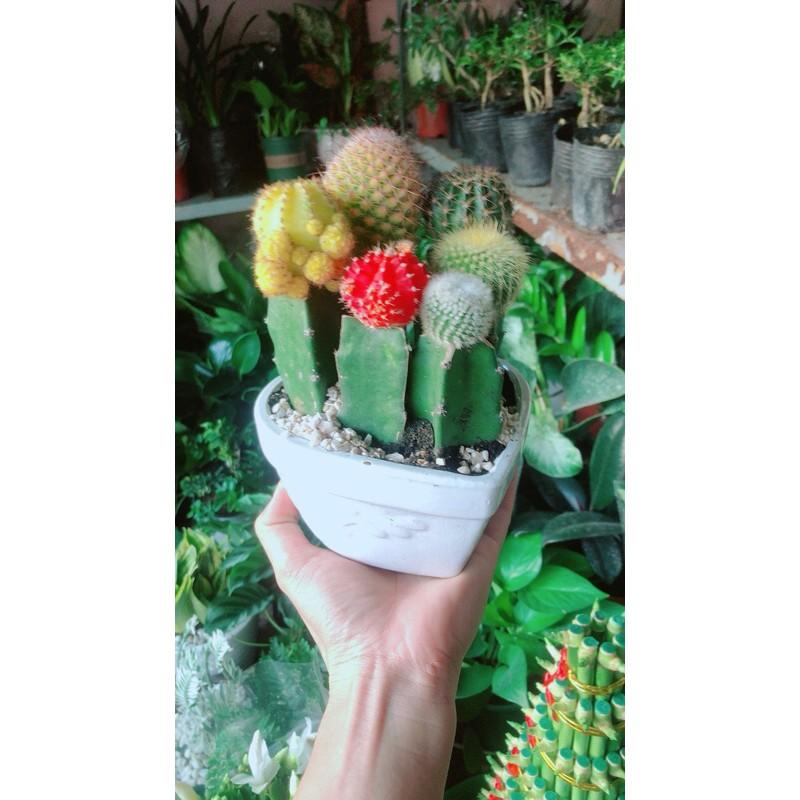 Chậu Xương Rồng Tiểu Cảnh