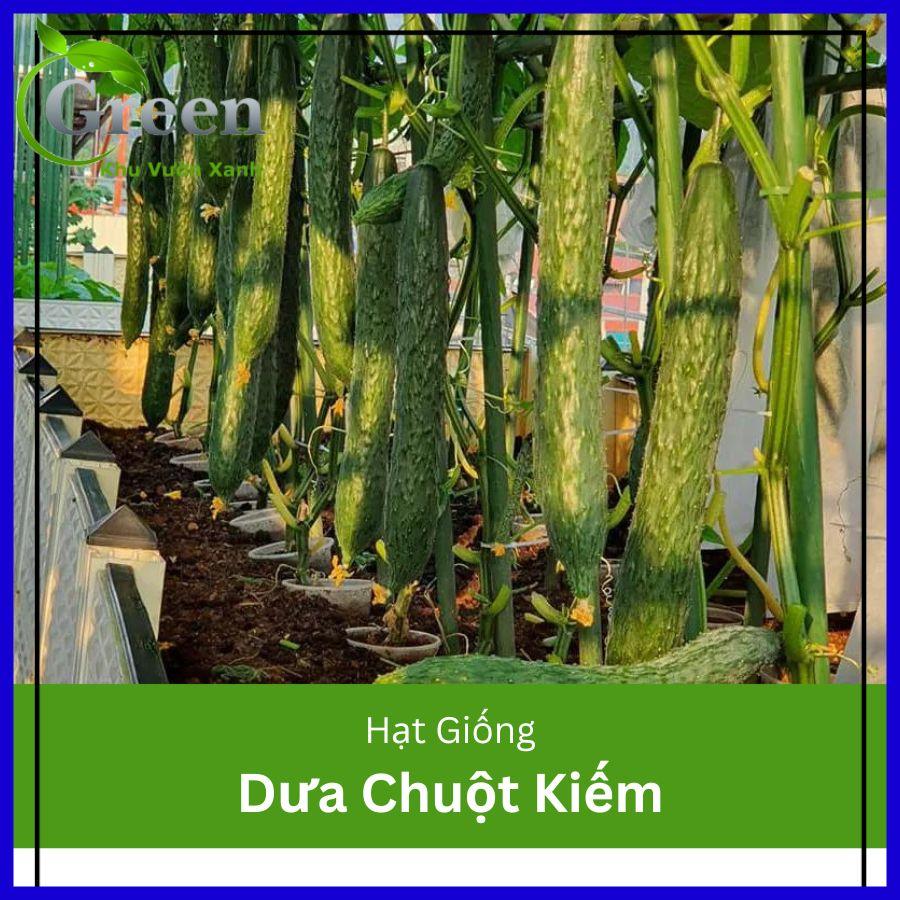 Hạt giống dưa chuột kiếm tự thụ phấn trái dài