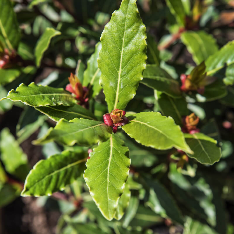 Tinh Dầu Thiên Nhiên Nguyệt Quế Nomad Bay Leaf Essential Oil