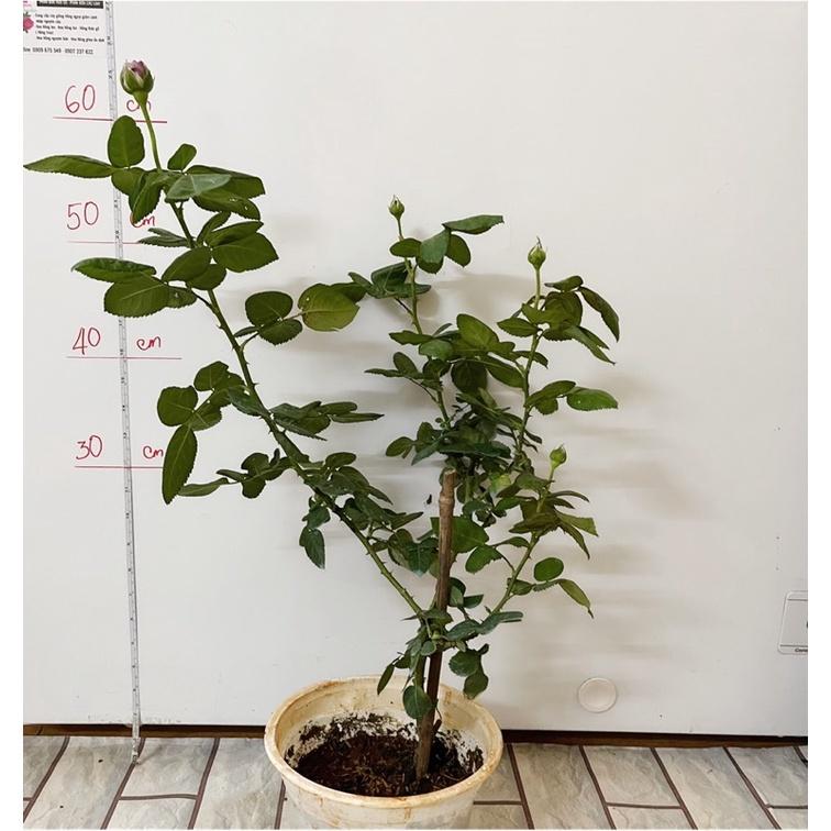 Hoa Hồng kinda blue thân gỗ dáng tree cây Nguyên bản