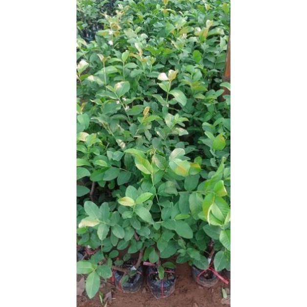 Cây Ổi Nữ Hoàng