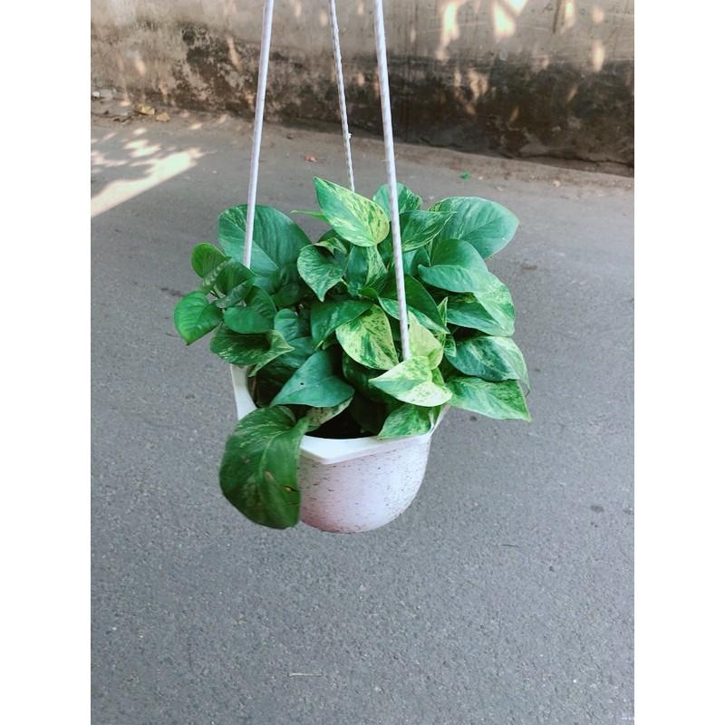 Trầu Bà Sữa