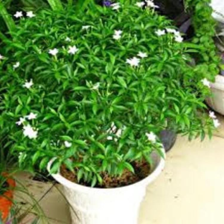 CÂY GIỐNG MAI VẠN PHÚC