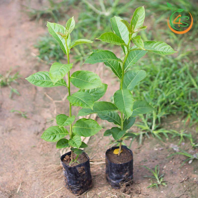 Cây giống hoa bằng lăng tím thái