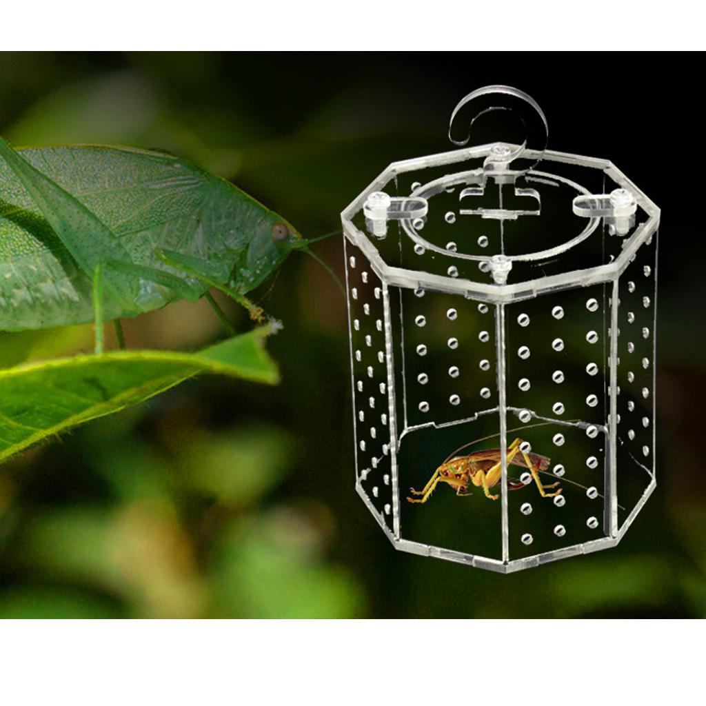 Spider Insect Reptile Tank Vivarium Cage Box Clear Acrylic Terrarium