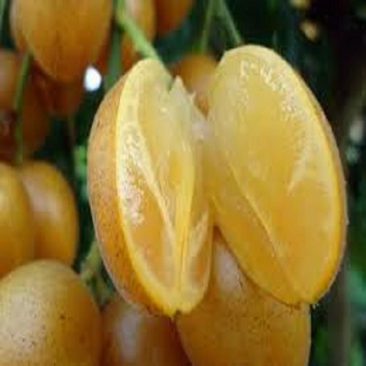 CÂY GIỐNG QUẤT HỒNG BÌ NGỌT