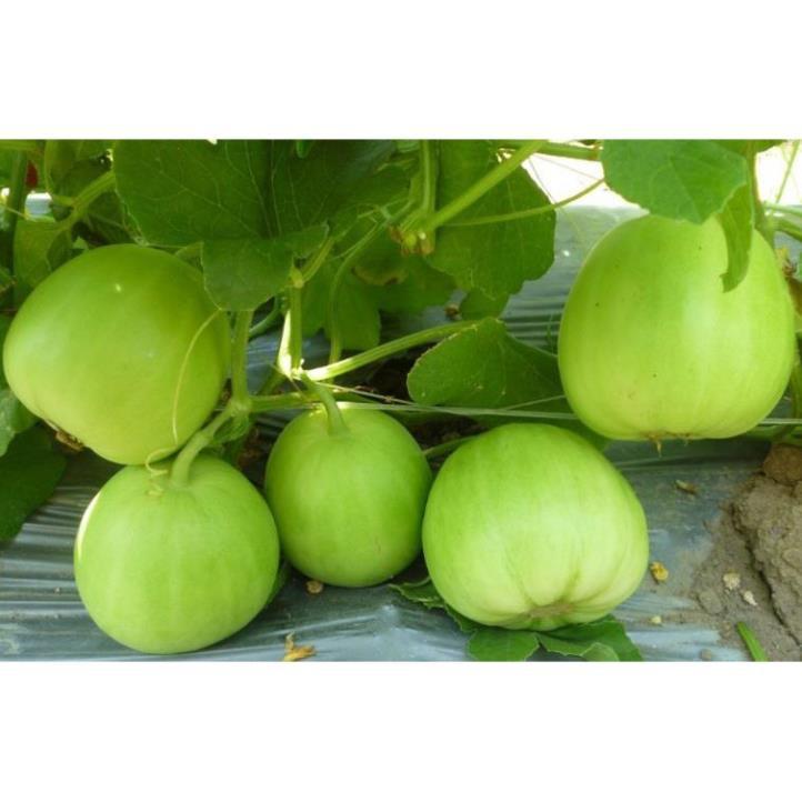 Hạt Giống Dưa Lê Siêu Trái, Siêu Ngọt