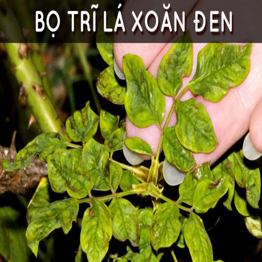 Keo Bẫy Xanh Diệt Bọ Trĩ nhập khẩu Israel Blue Trap gây hại nông nghiệp với thời gian trên 8 tháng chịu mưa nắng và nước tưới