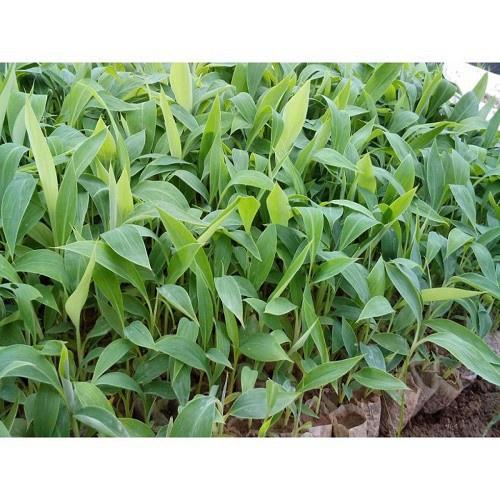 Cây giống chuối tiêu hồng cấy mô