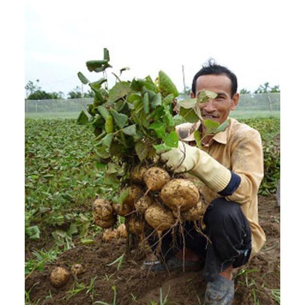 Bộ 2 gói.Hạt giống củ đậu dể trồng -gói 30 hạt-tặng kèm gói phân bón lót