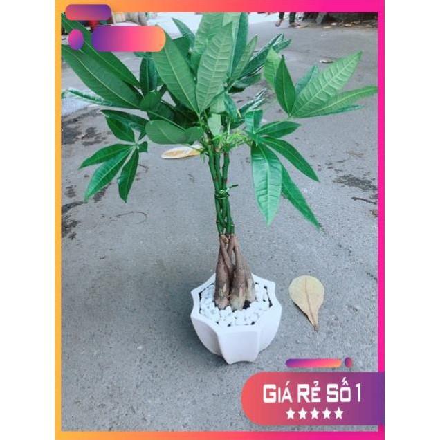Chậu Kim Ngân 5 Thân Thắt Bính