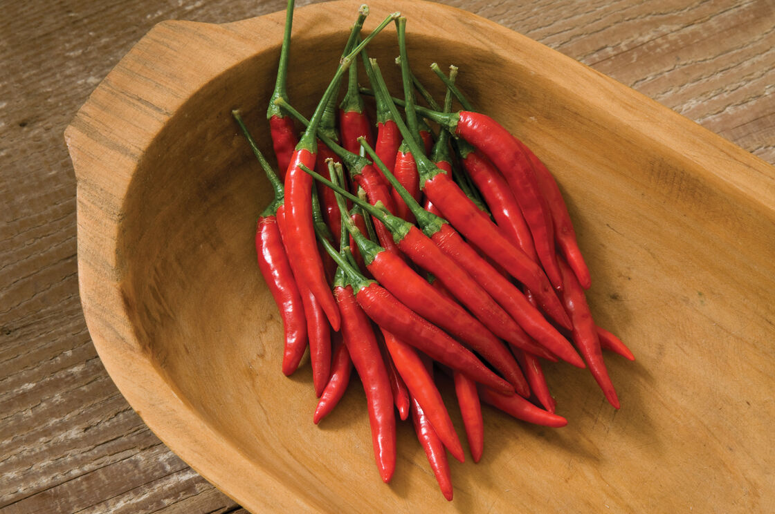 1 gam hạt giống cây Ớt Cay Chilli