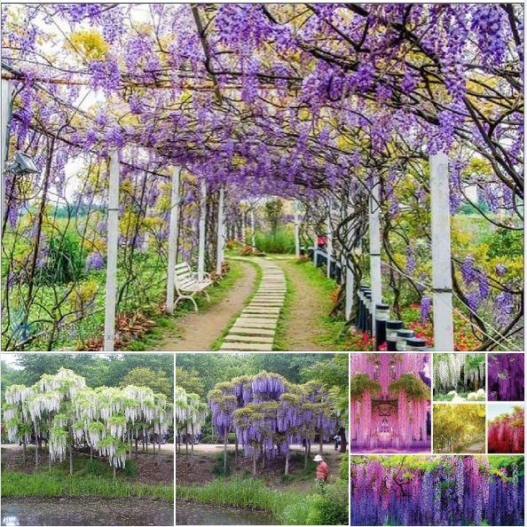 Hạt giống hoa tử đằng nhiều màu KNS3479 - Gói 5 hạt