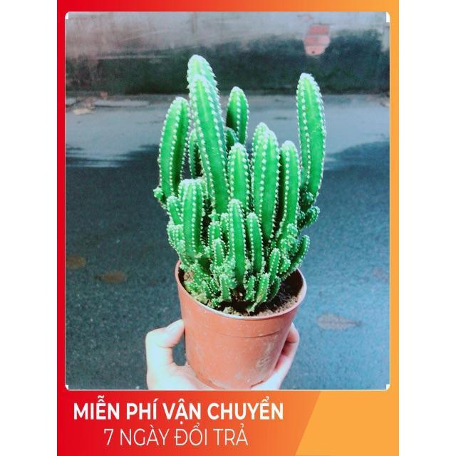Xương Rồng Thanh Sơn Size Lớn