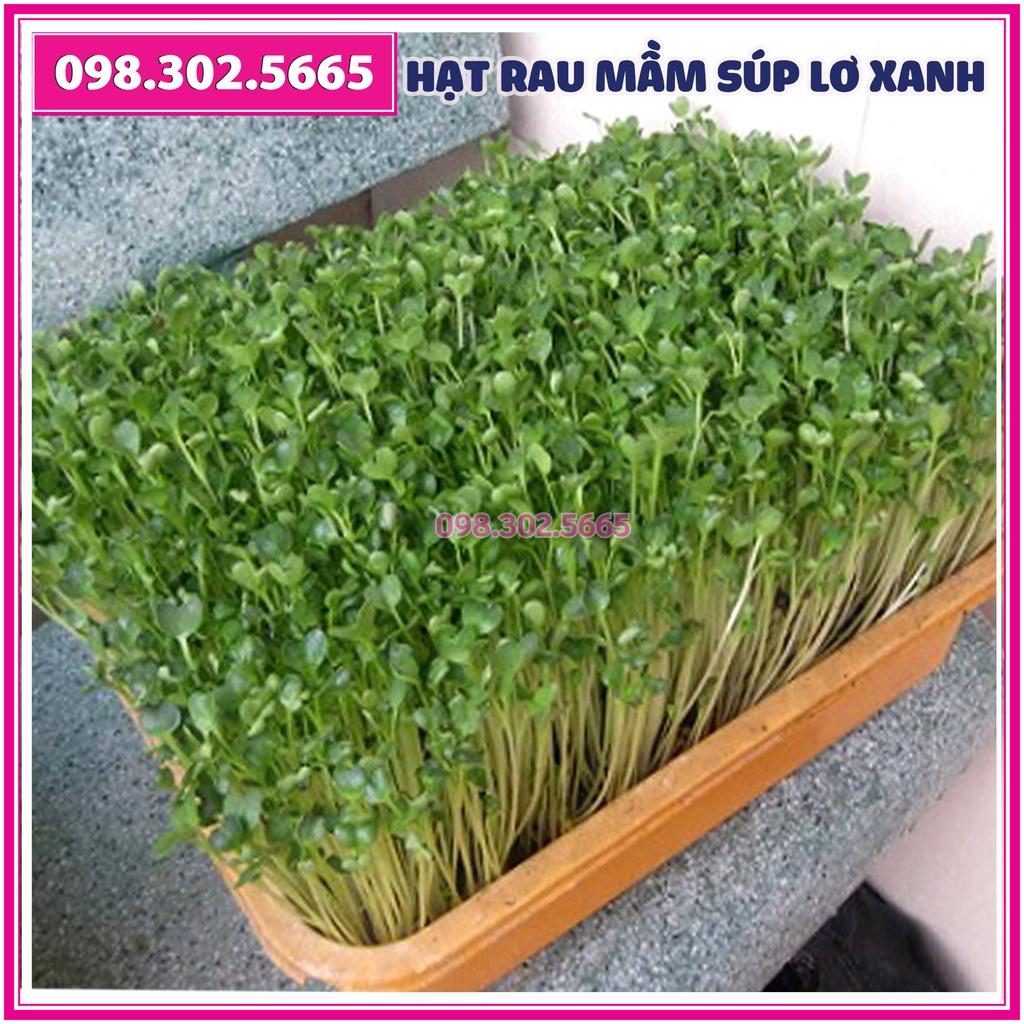 Hạt rau mầm rau súp lơ xanh - gói 20g - dễ nảy mầm, dễ chăm sóc