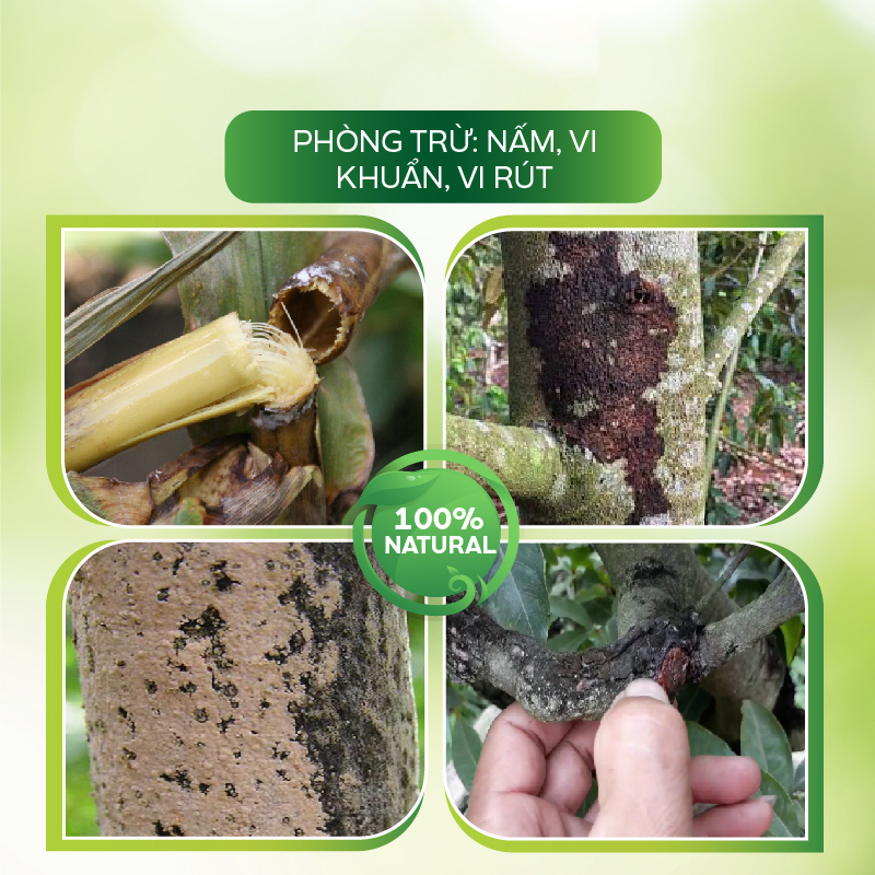 Nano Bạc diệt khuẩn sát khuẩn diệt nấm, rửa vườn, tẩy sạch rong rêu, kháng virus – Nano Bạc AT đậm đặc 500ml