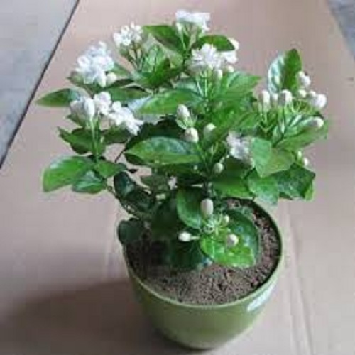 Combo 4 bầu cây giống hoa nhài cổ siêu thơm