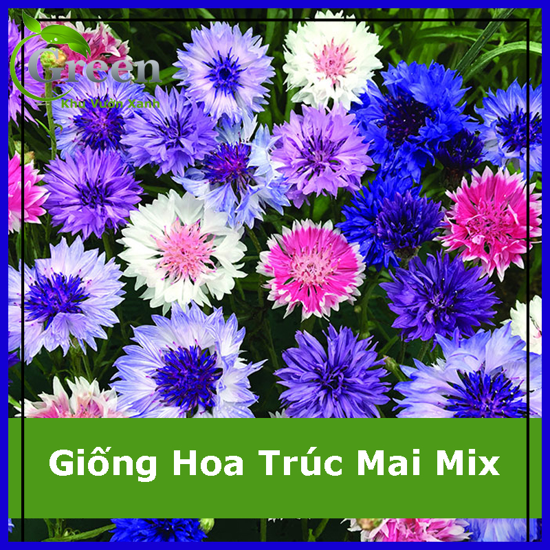 Hạt Giống Hoa Trúc Mai Mix