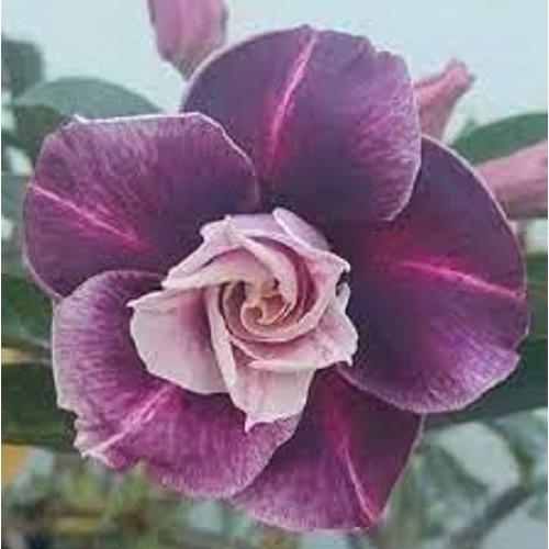 Cây sứ thái kép " NGUYỆT CÁT "