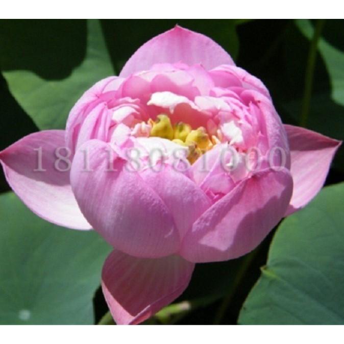 Hạt giống Sen Nhật mini