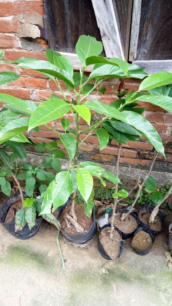 Cây hoa ngọc lan cây đẹp chuẩn giống