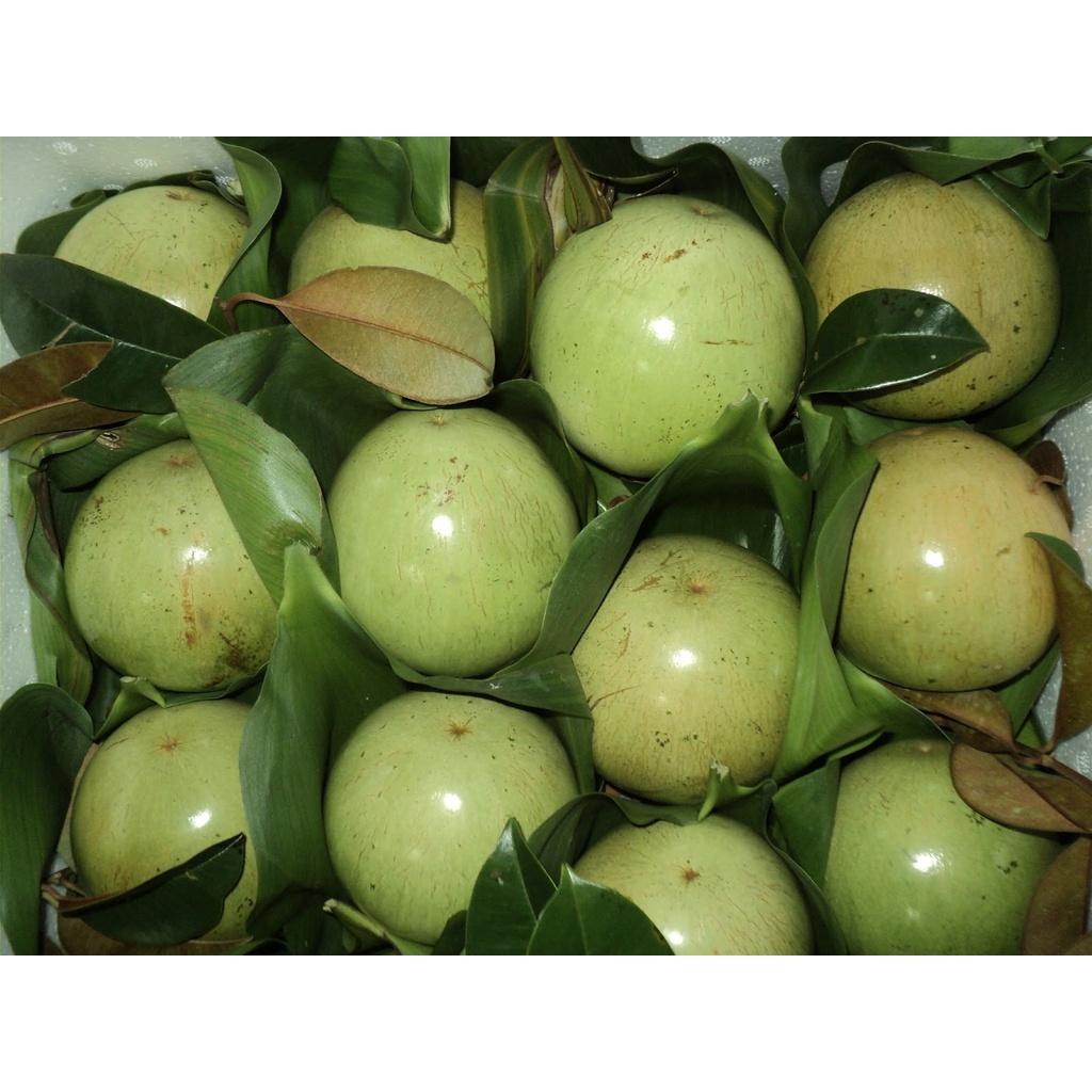 CÂY GIỐNG Vú sữa Lò Rèn QUẢ SỚM