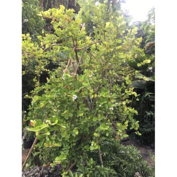 CÂY SIRÔ LÀM NƯỚC UỐNG