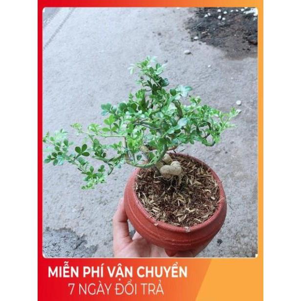 Chậu Cây Cần Thăng