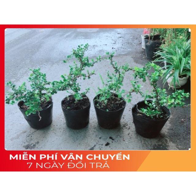 Linh Sam Núi Bonsai