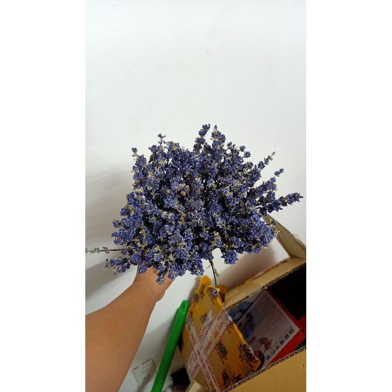 Bó hoa lavender oải hương khô 400 cành tím nhập Pháp