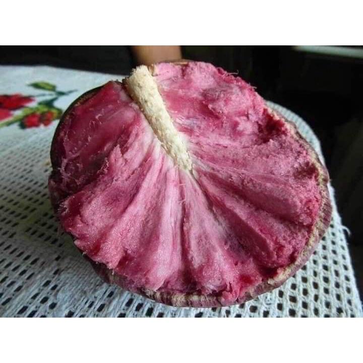 CÂY GIỐNG NA ÚC QUẢ ĐỎ