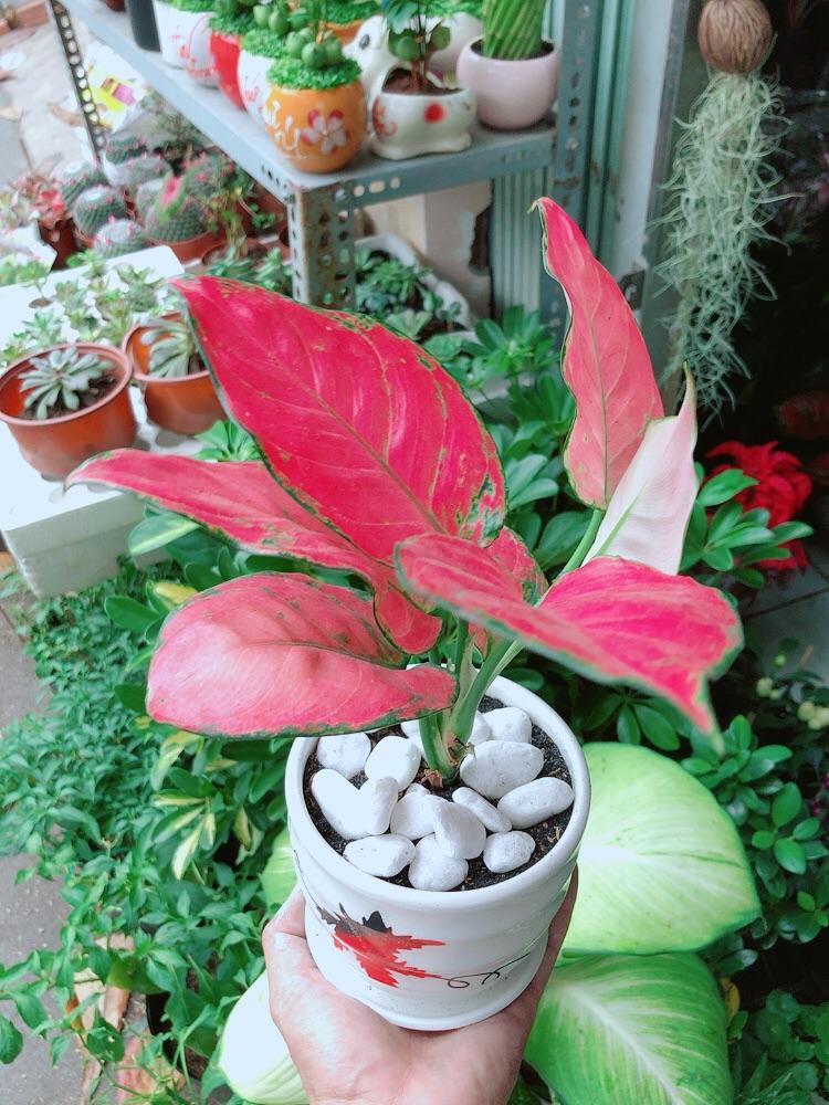 Chậu Cây Vạn Lộc Hồng