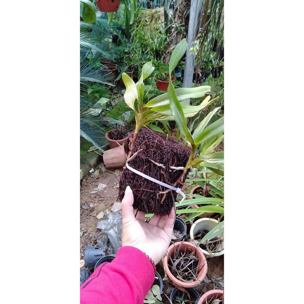 Hoa Phong Lan Tam Bảo Sắc