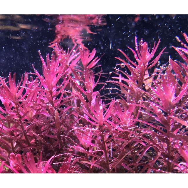 Cây cắt Cắm - Cây Vẩy Ốc - Cây Rotala - Cây thủy sinh trung cảnh hậu cảnh