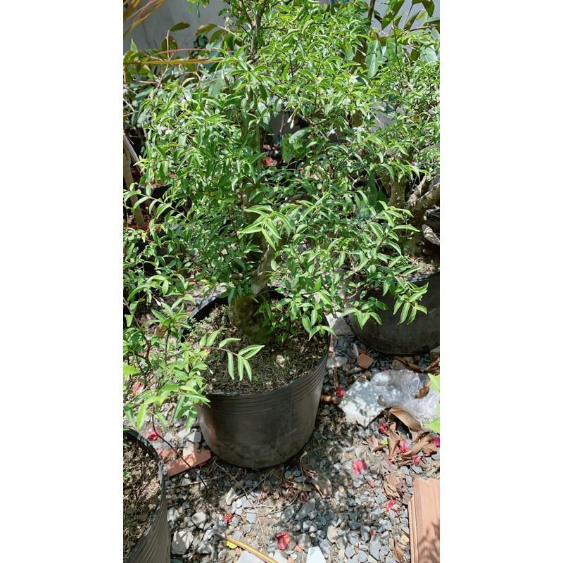 Cây Mai Chiếu Thuỷ Bonsai