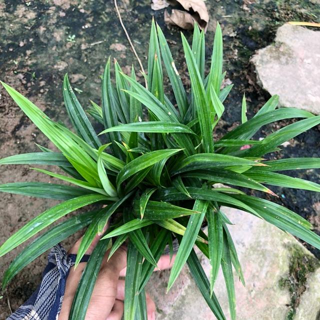 Cây lá nếp gia vị, chiều cao 20cm bụi cây to khỏe sức sống mãnh liệt, thích hợp trồng lấy lá