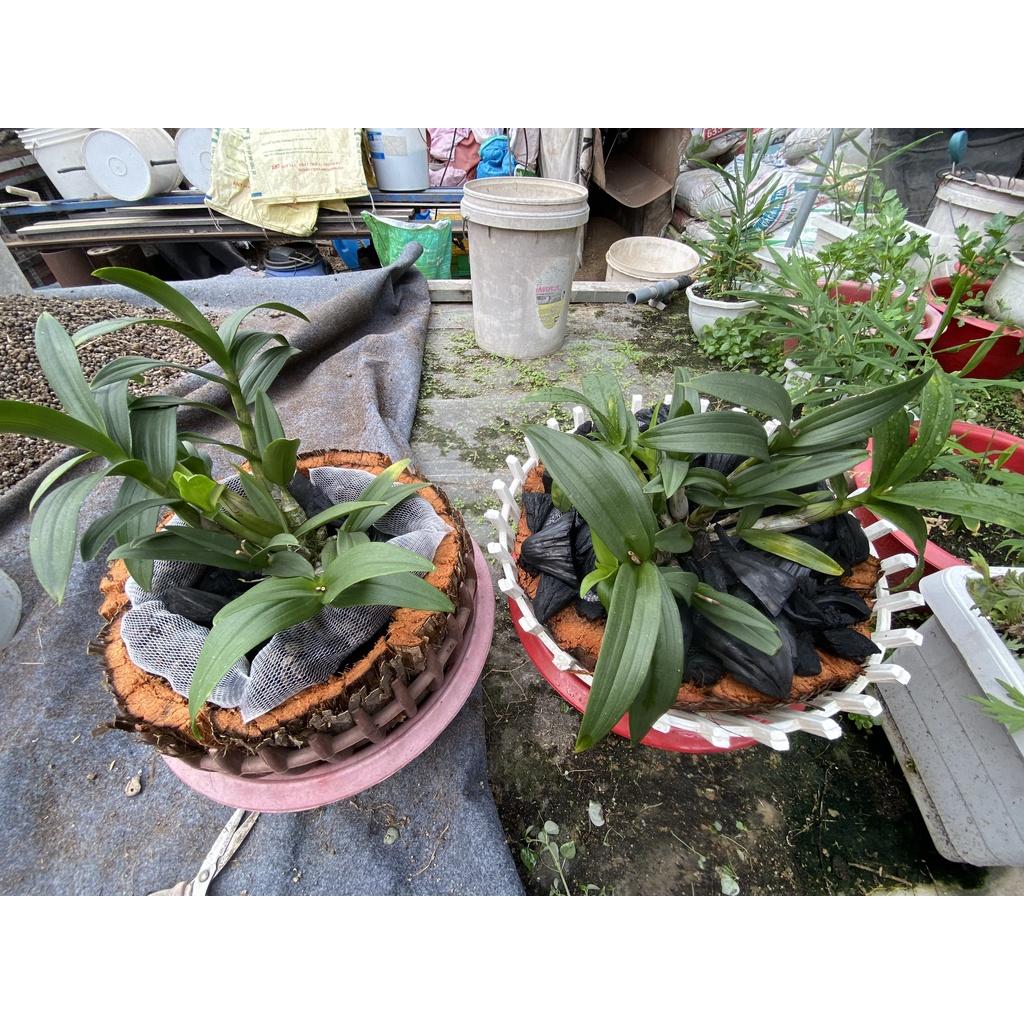 Giá thể trồng lan