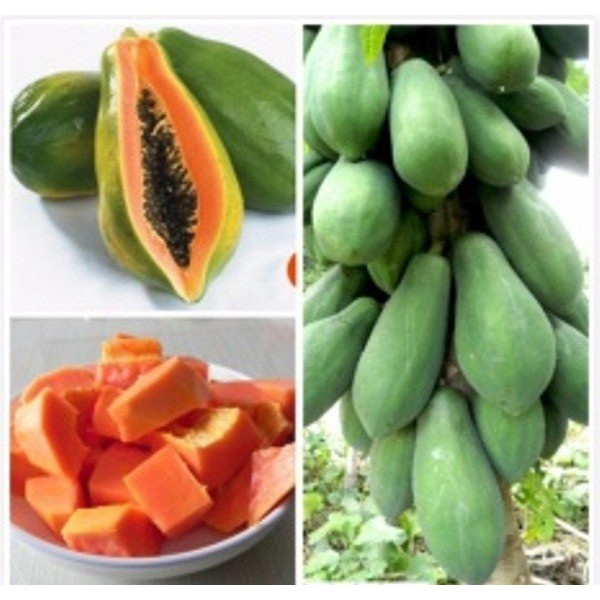 Cây giống đu đủ lùn lai f1 Vĩnh Lộc